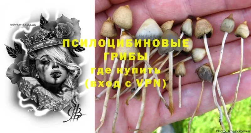 Галлюциногенные грибы Psilocybe  Андреаполь 